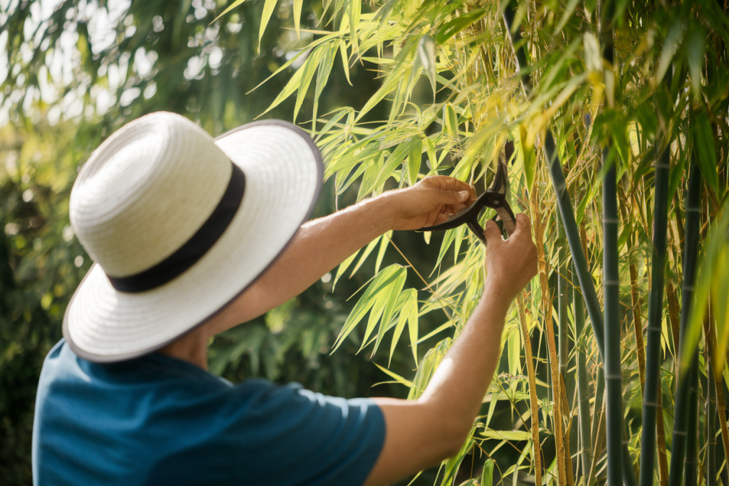 Comment Tailler du Bambou : Quand et Comment Bien Procéder